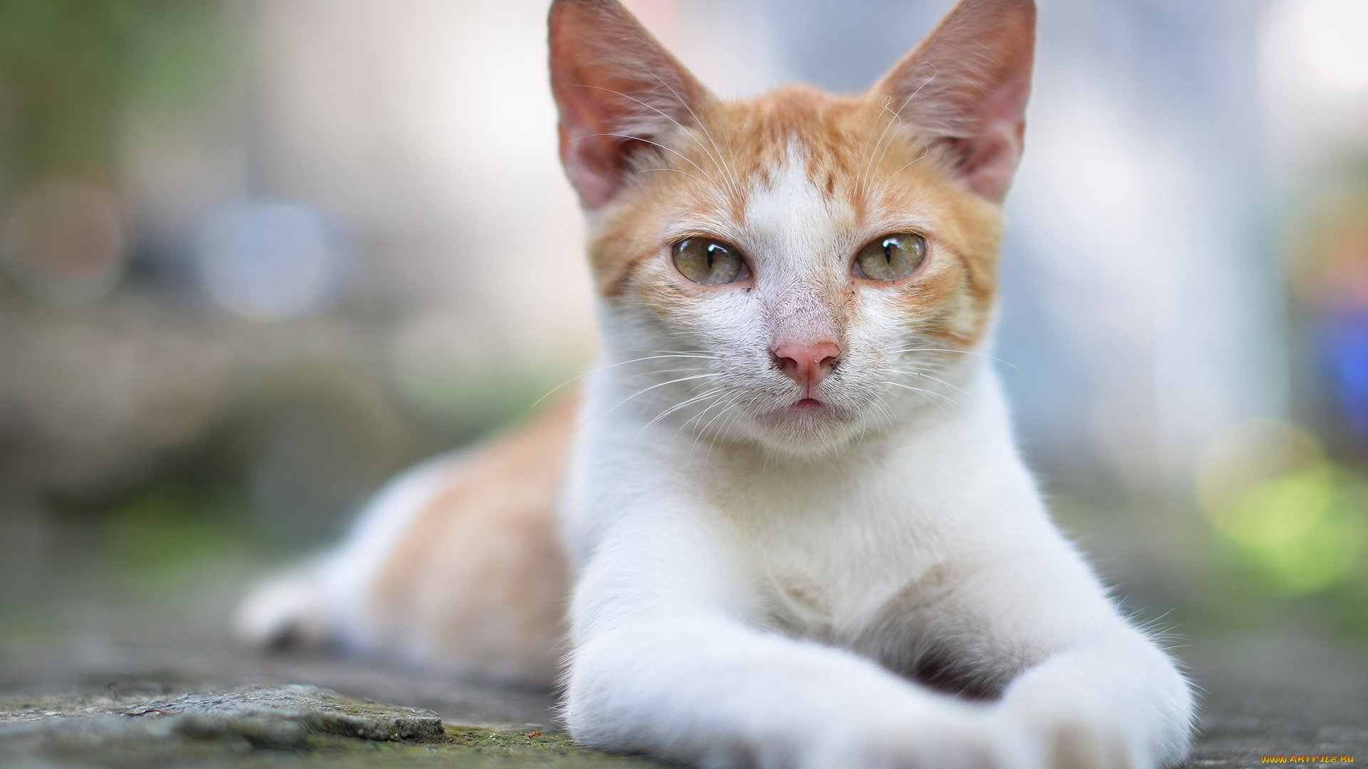 животные, коты, кошка, взгляд, поза, бело-рыжая, портрет, блики