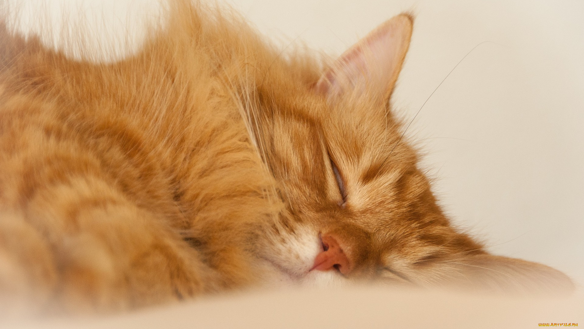 животные, коты, рыжий, кот, сон, отдых