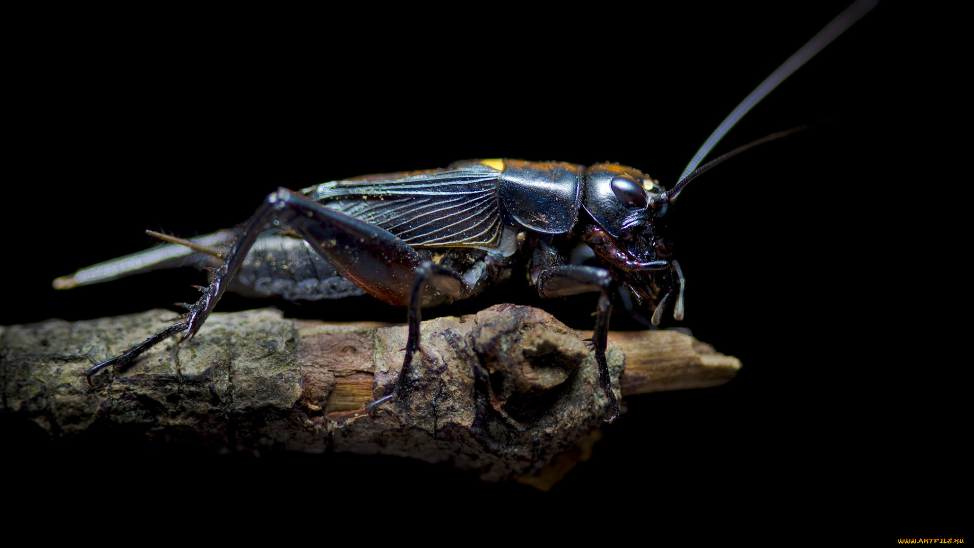 животные, кузнечики, , саранча, насекомое, саранча, макро, веточка