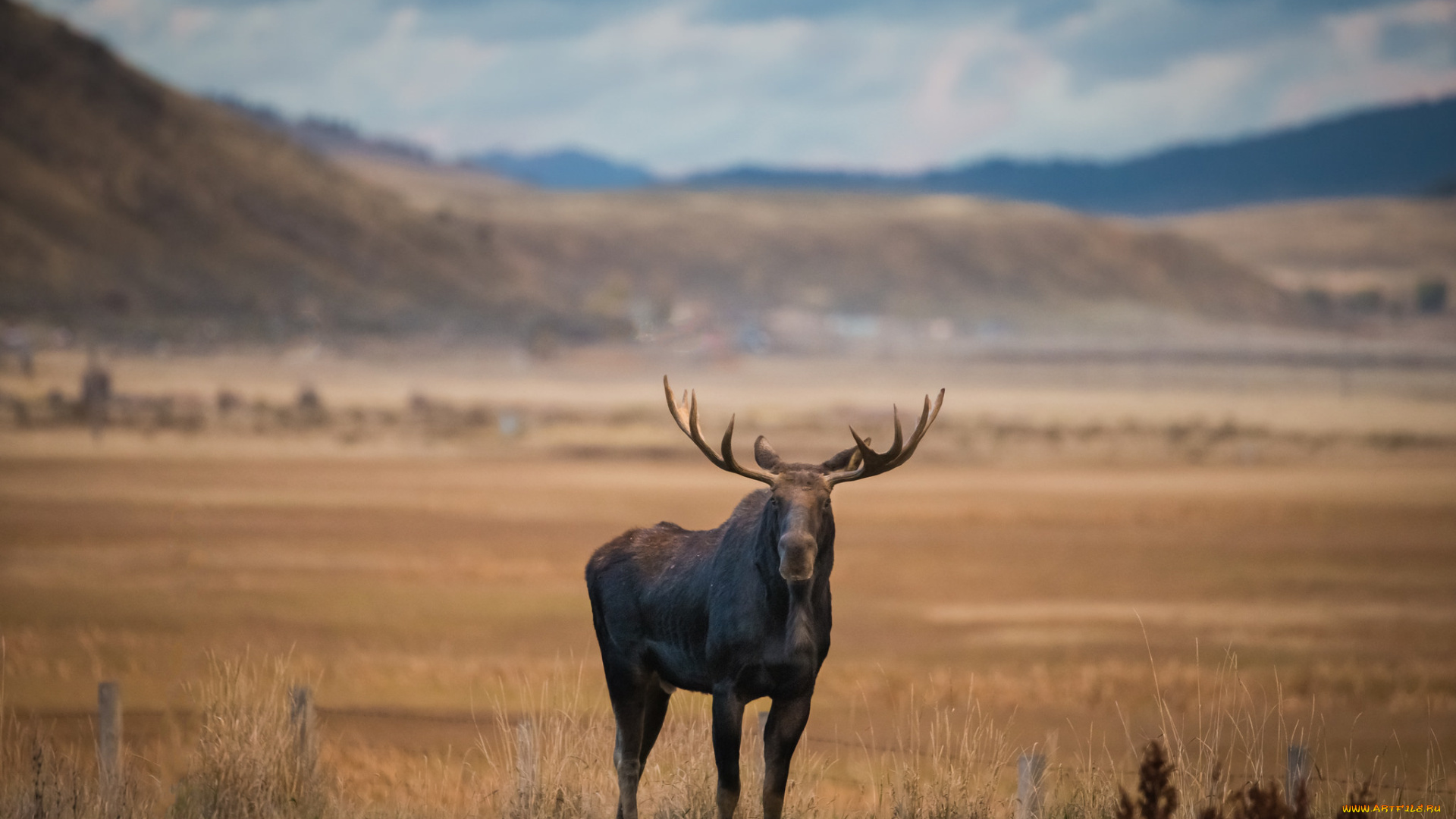 животные, лоси, рога, сохатый, равнина