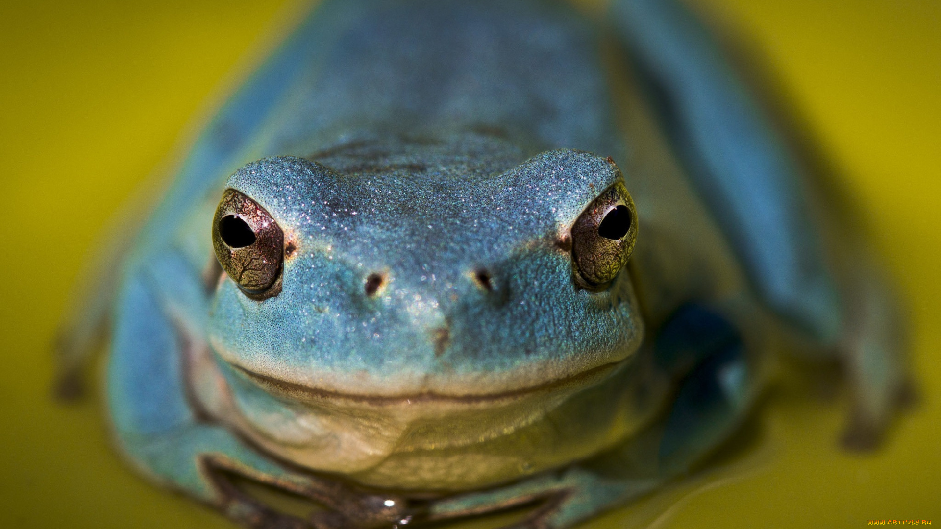 животные, лягушки, лягушка