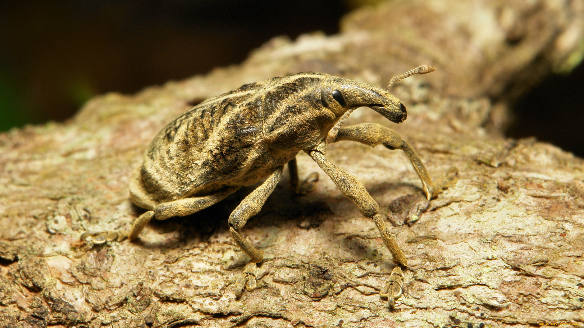 животные, насекомые, кора, жук, макро