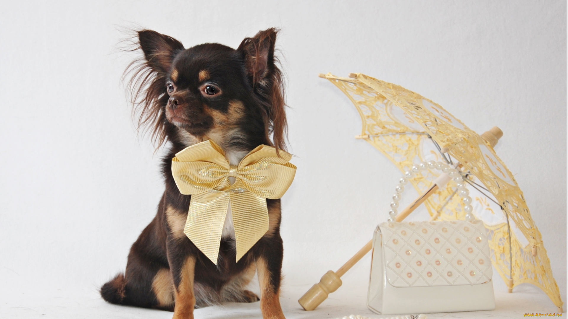 животные, собаки, собачка, чихуахуа, зонтик