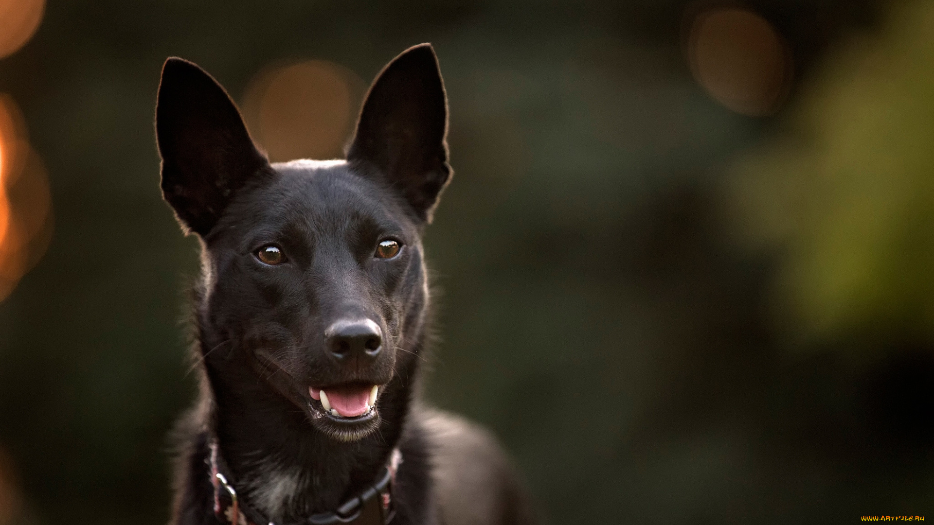 животные, собаки, собака, боке, друг, взгляд