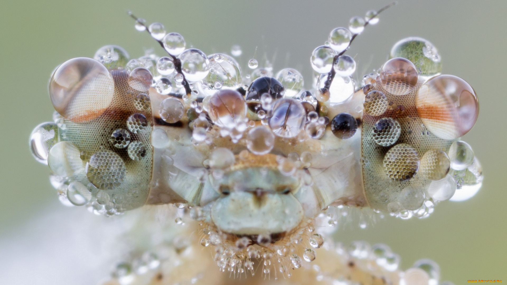 животные, стрекозы, макро, капли, воды, насекомое