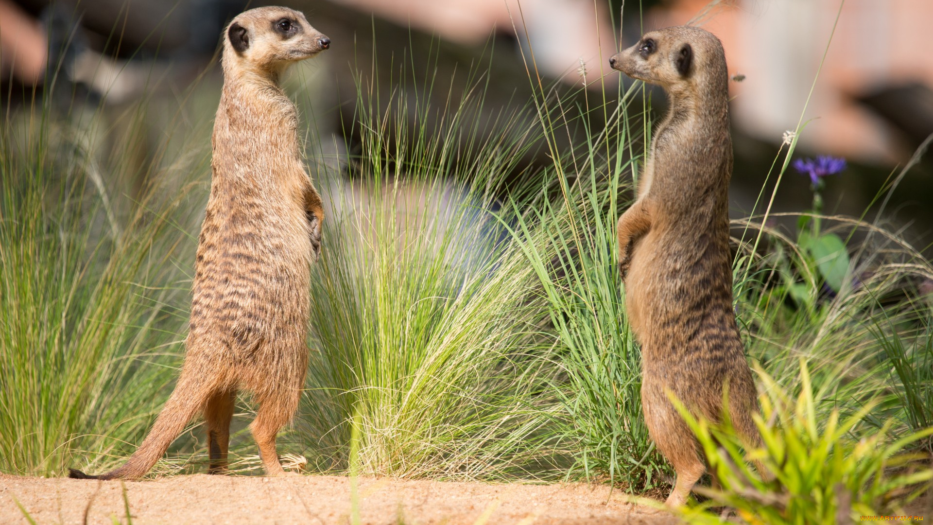 животные, сурикаты, пара, трава