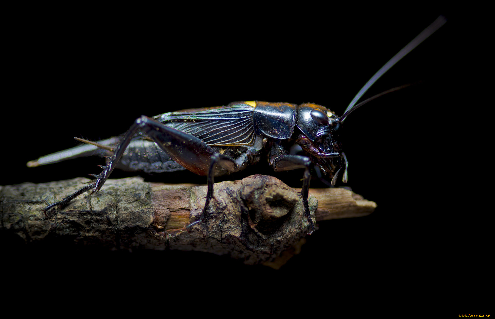 животные, кузнечики, , саранча, насекомое, саранча, макро, веточка