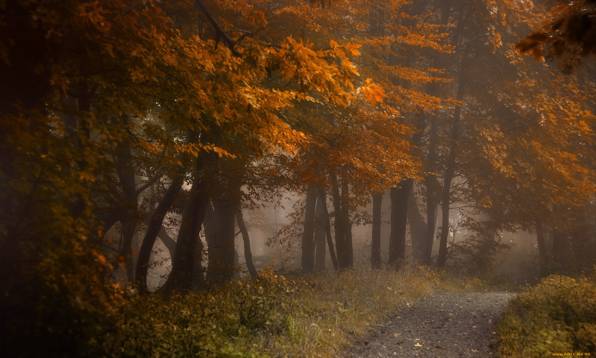 природа, дороги, лес, осень