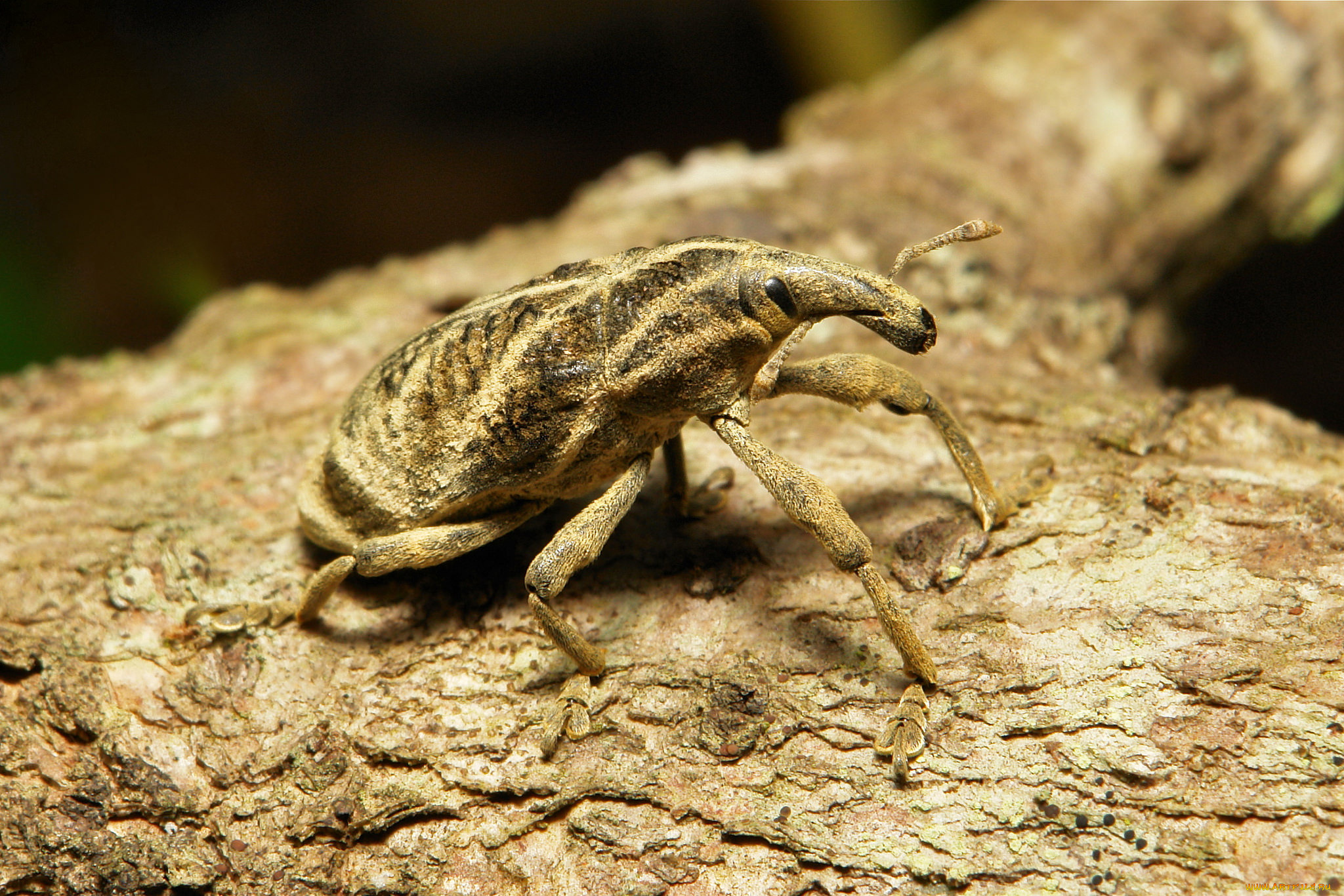 животные, насекомые, кора, жук, макро