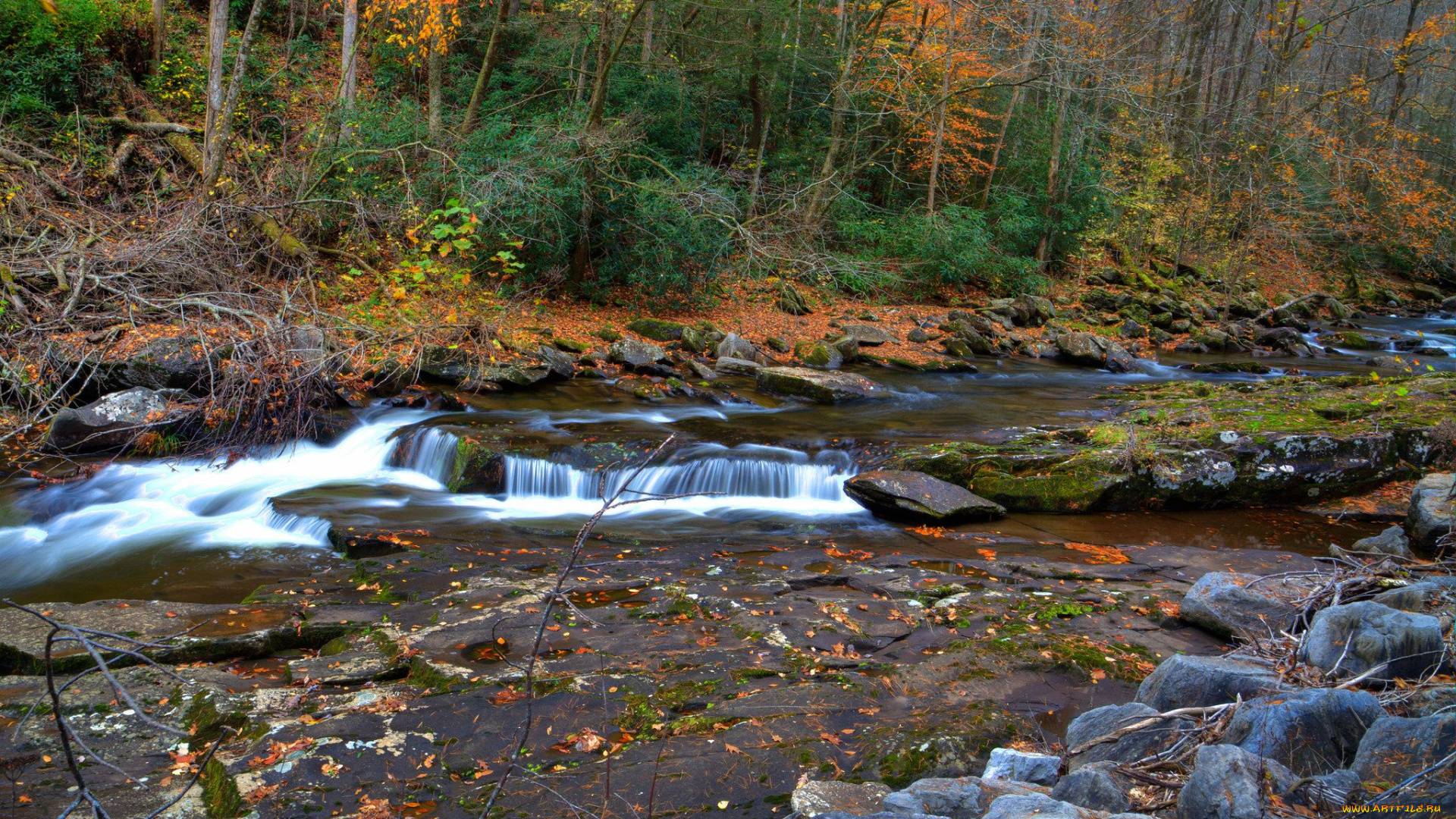 природа, реки, озера, лес, река