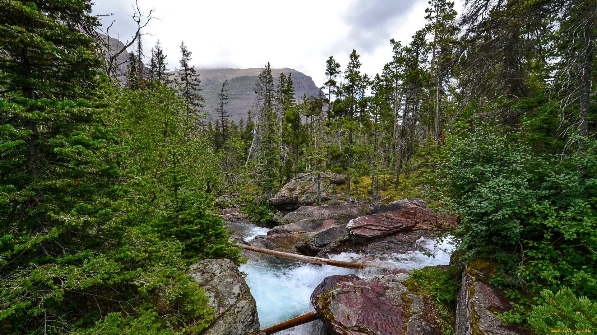 природа, реки, озера, лес, река