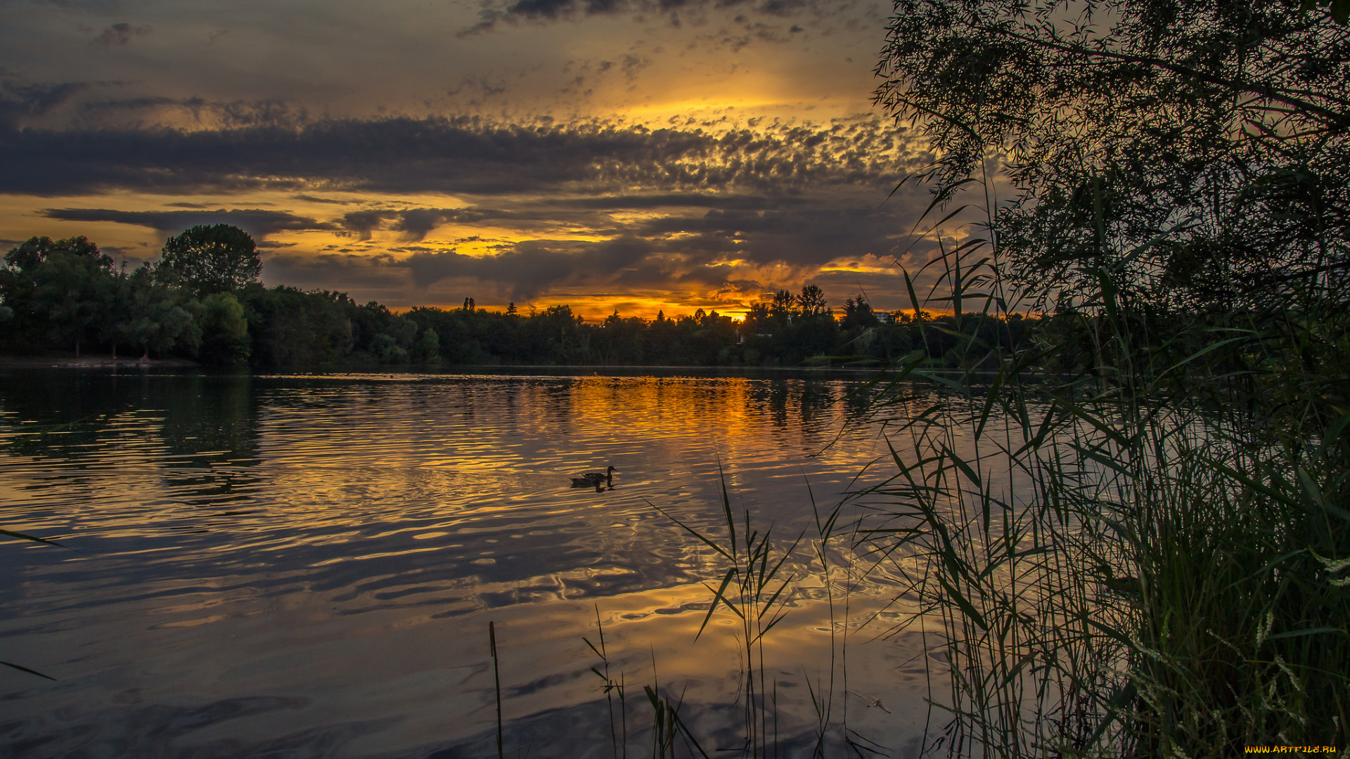 природа, реки, озера, лес, река