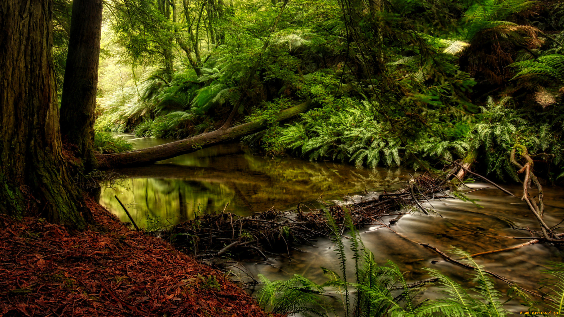 природа, реки, озера, лес, река