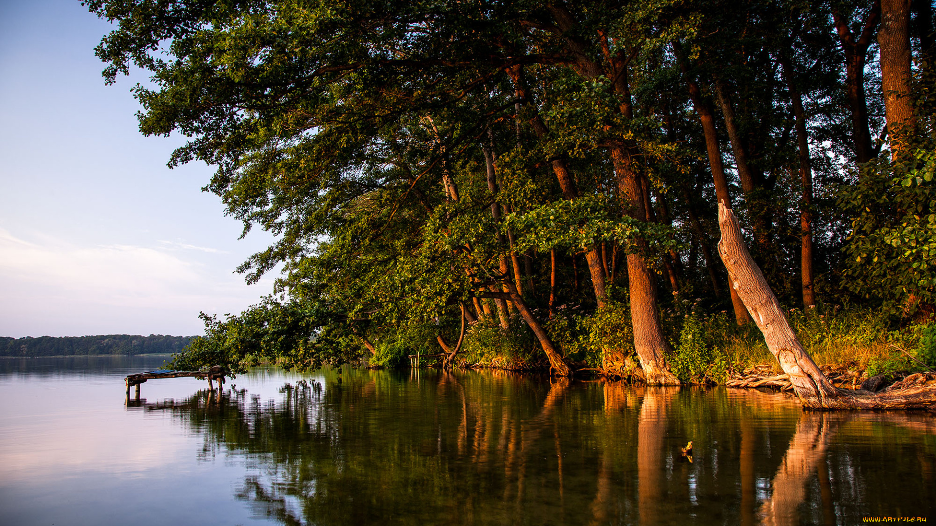 природа, реки, озера, лес, река