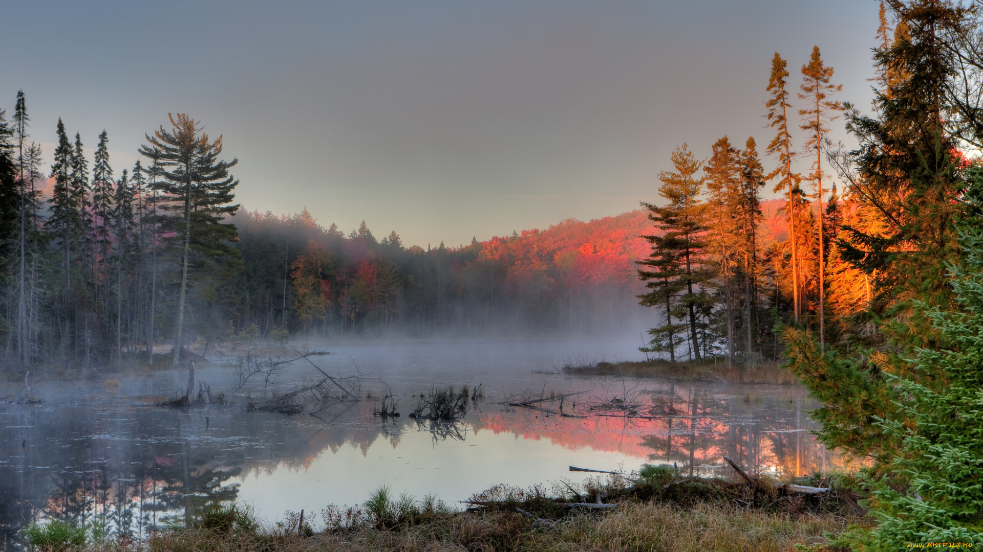 природа, реки, озера, лес, река