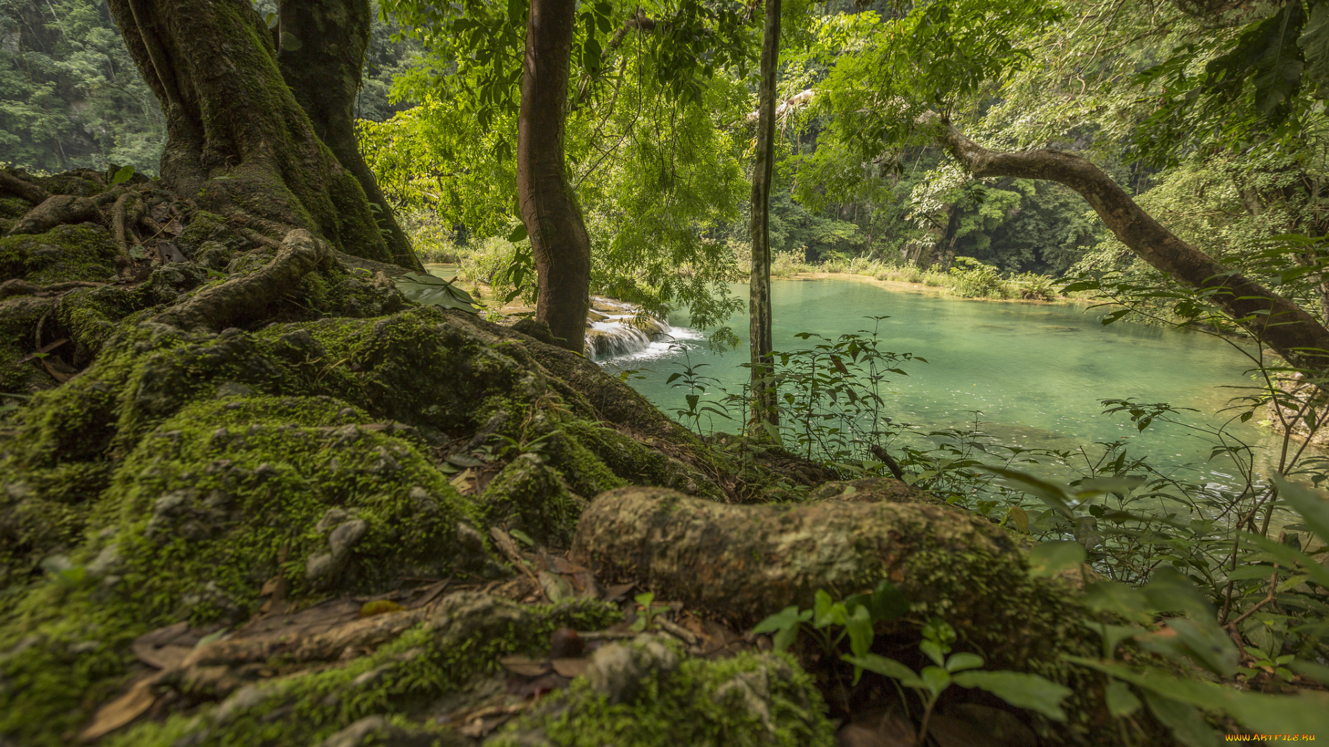 природа, реки, озера, река, лес