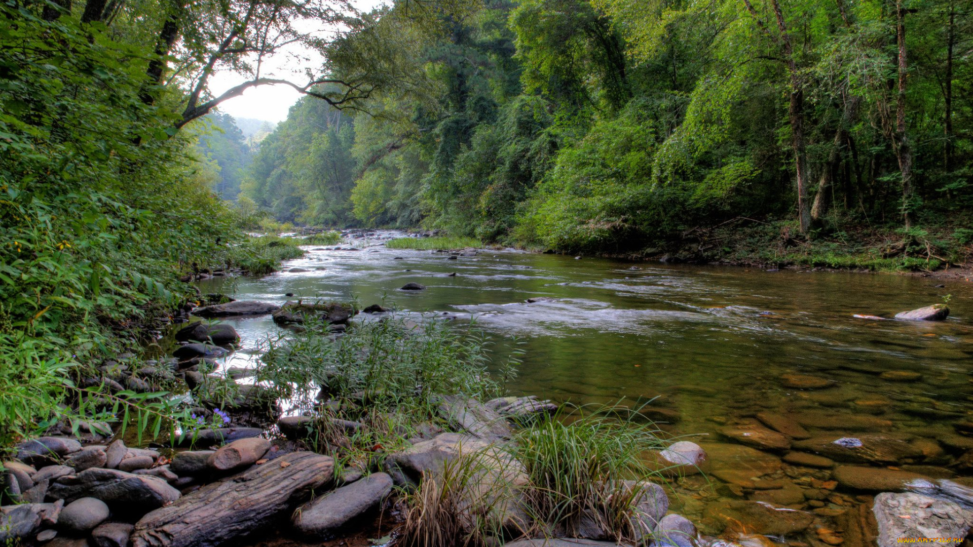 природа, реки, озера, река, лес