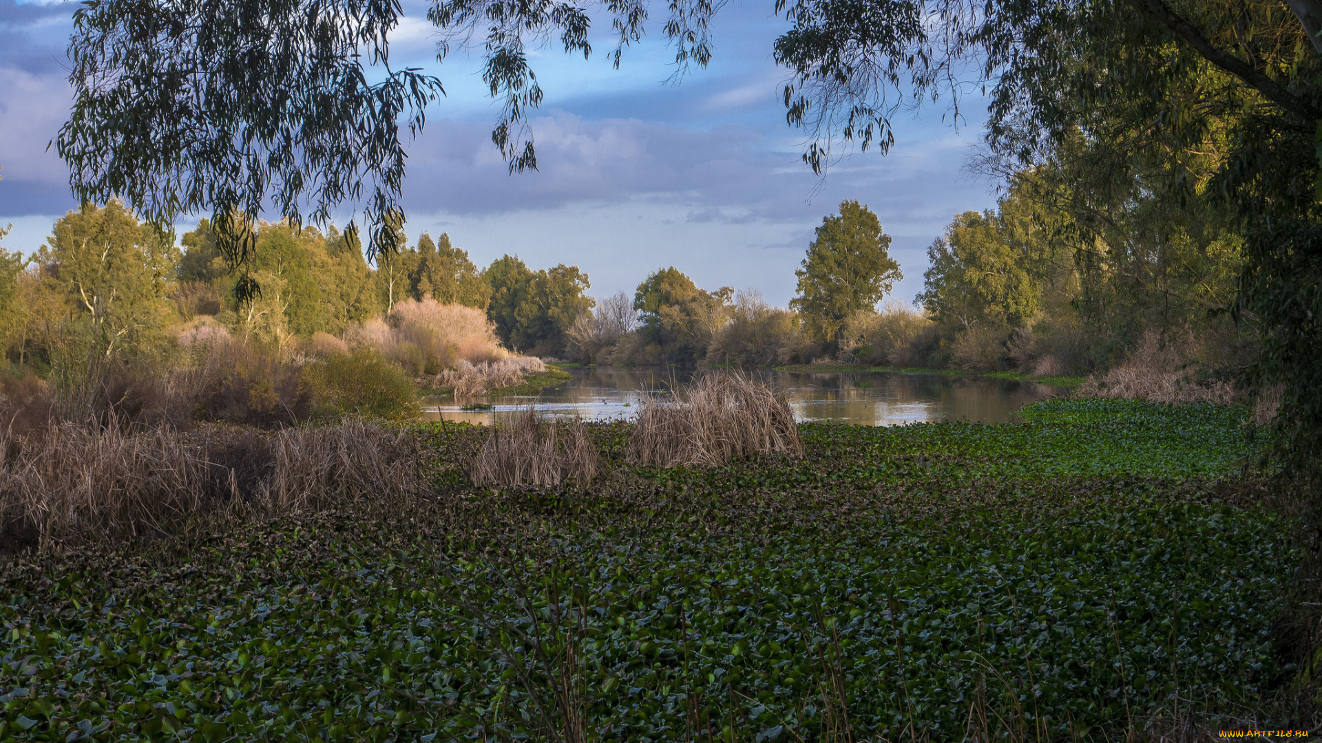 природа, реки, озера, река, лес
