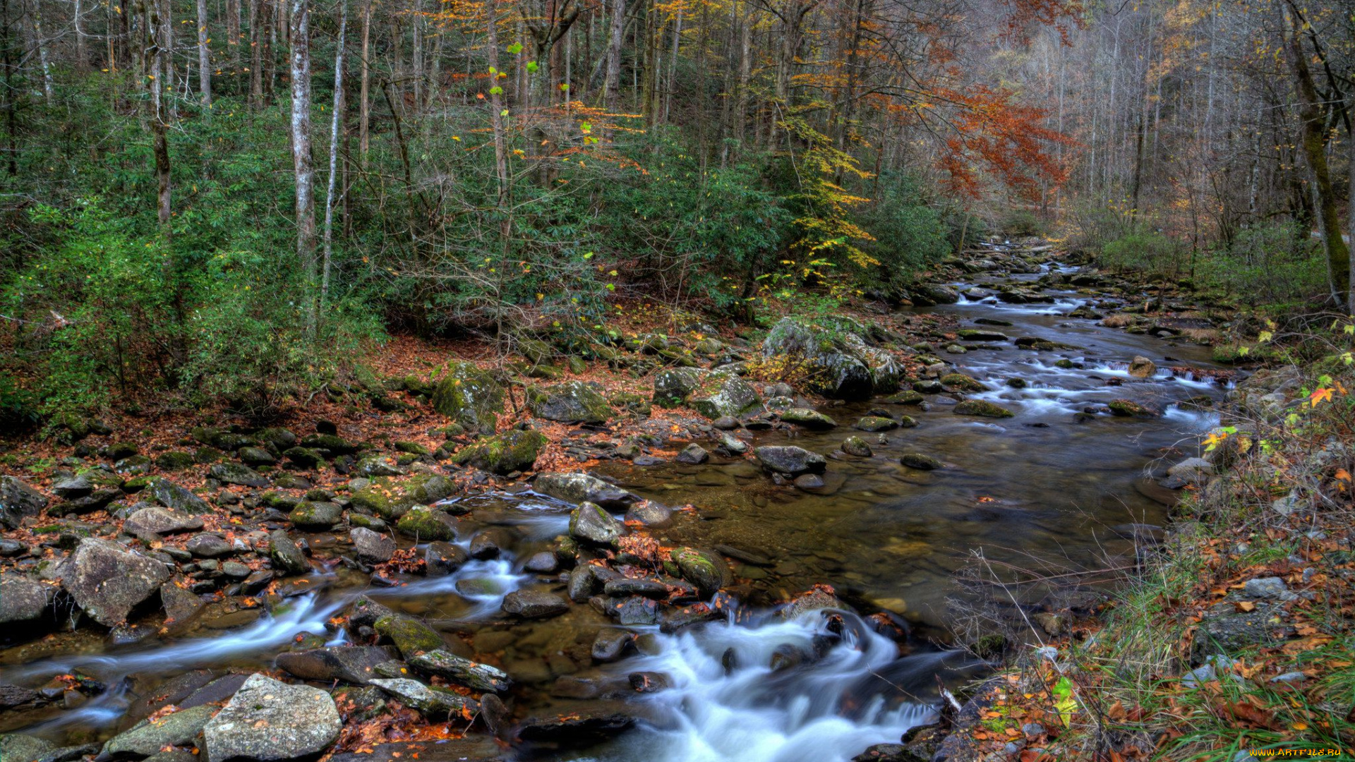 природа, реки, озера, река, лес