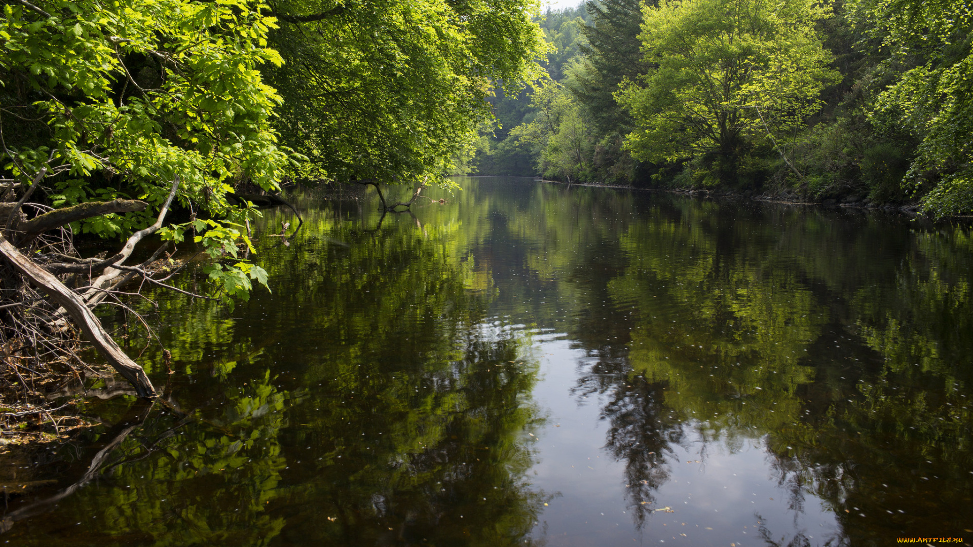 природа, реки, озера, река, лес