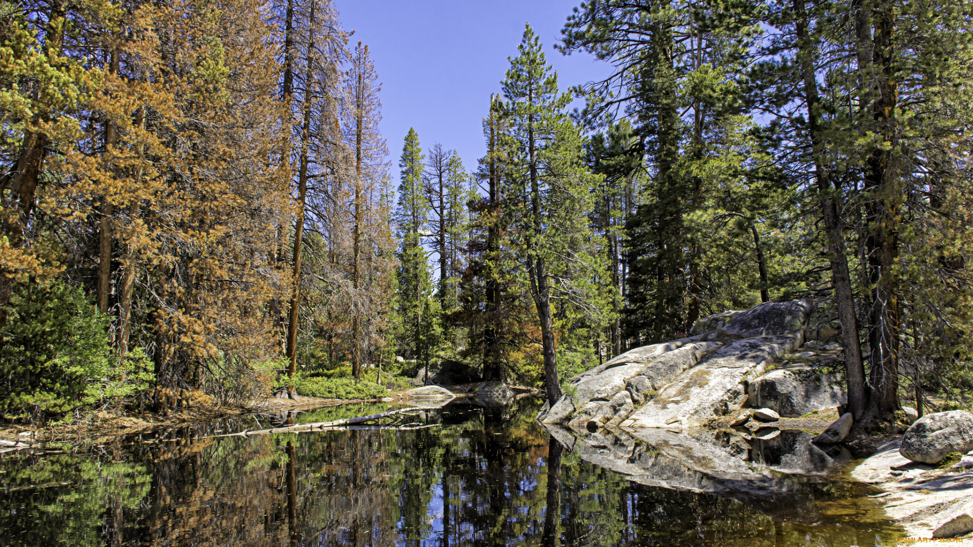 природа, реки, озера, река, лес