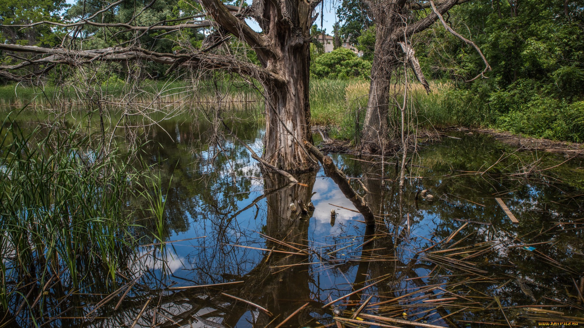 природа, реки, озера, река, лес