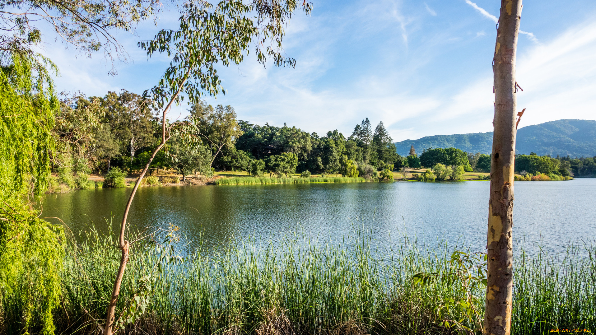 природа, реки, озера, река, лес