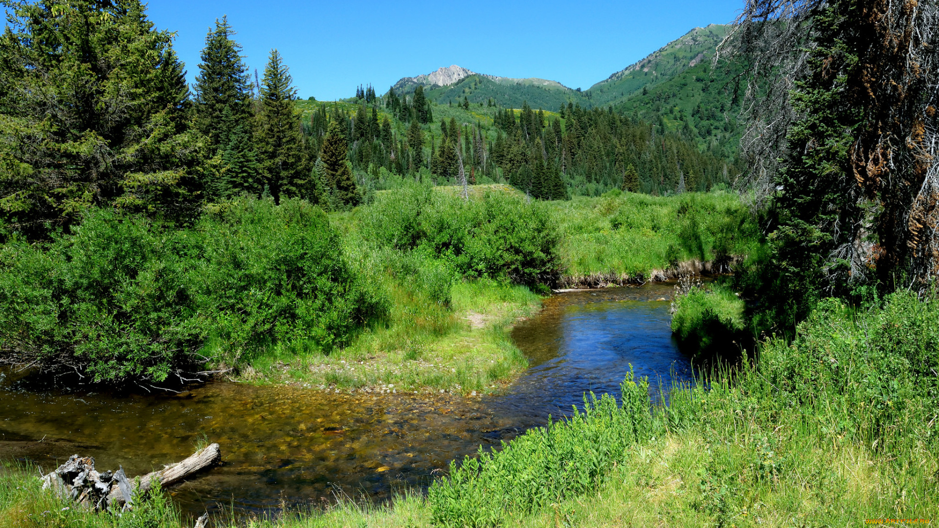 природа, реки, озера, река, лес