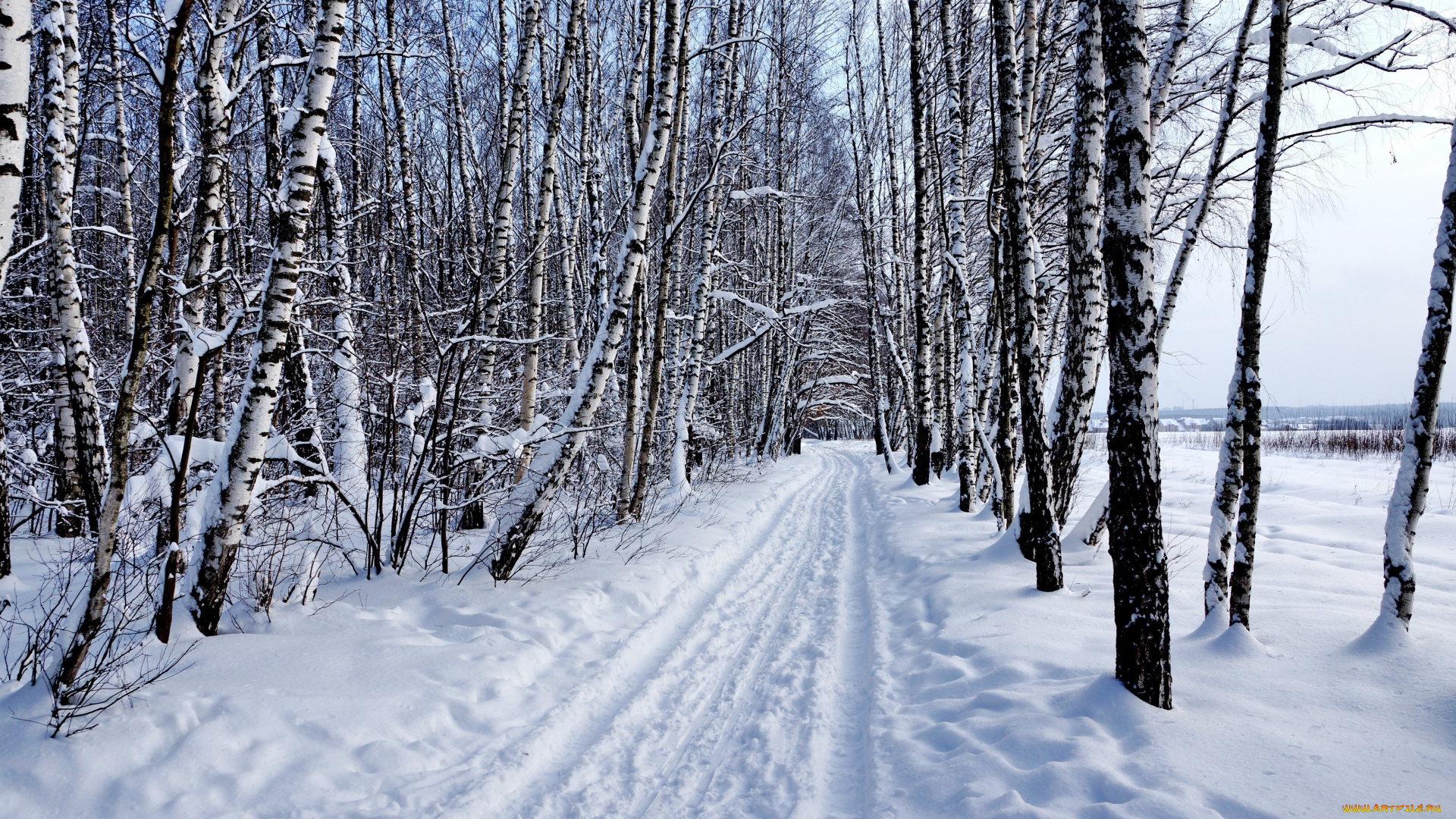 природа, зима, снег, лес, пейзаж, берёзы
