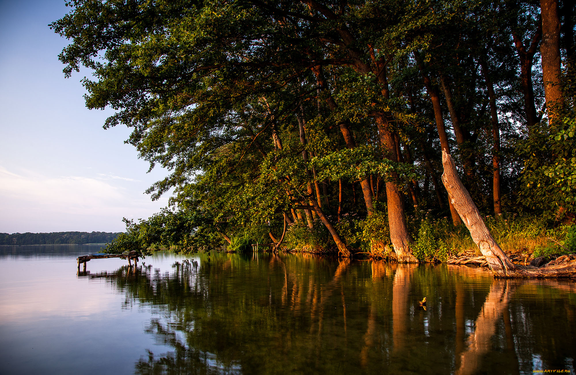 природа, реки, озера, лес, река