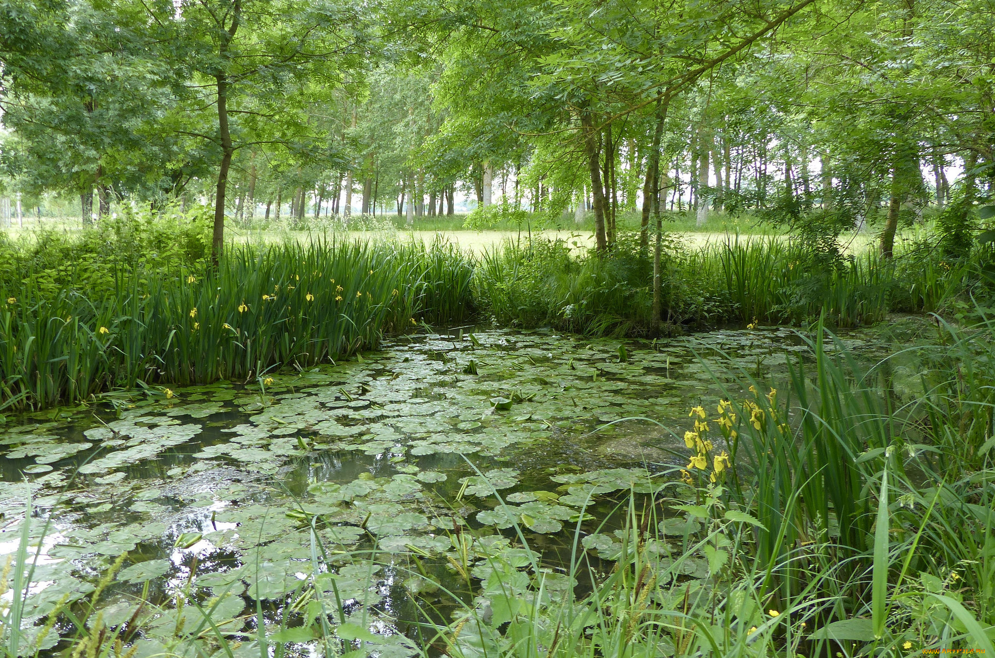 природа, реки, озера, река, лес