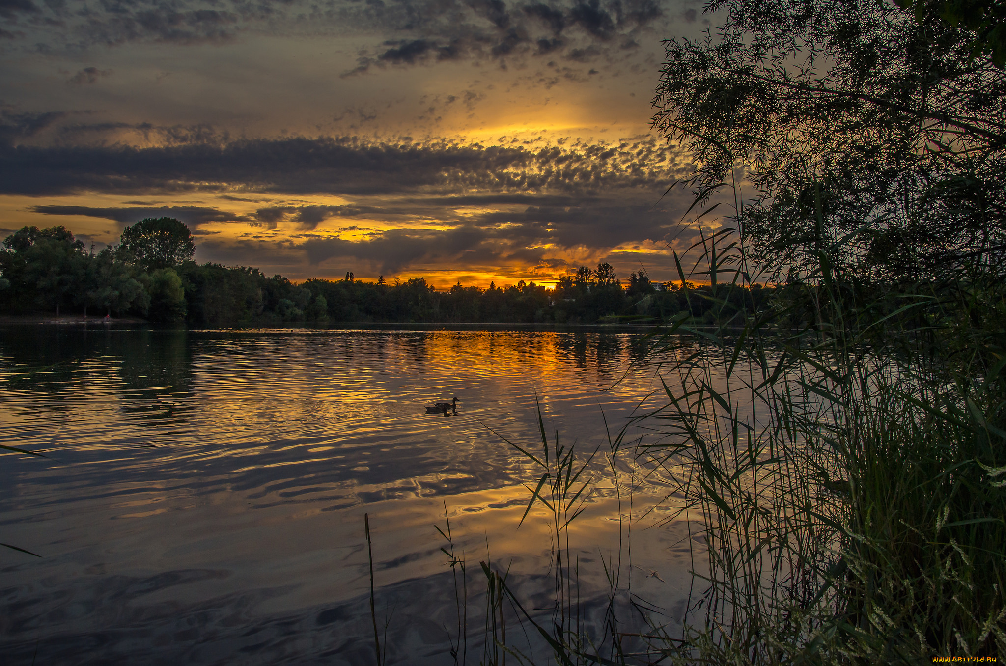 природа, реки, озера, лес, река