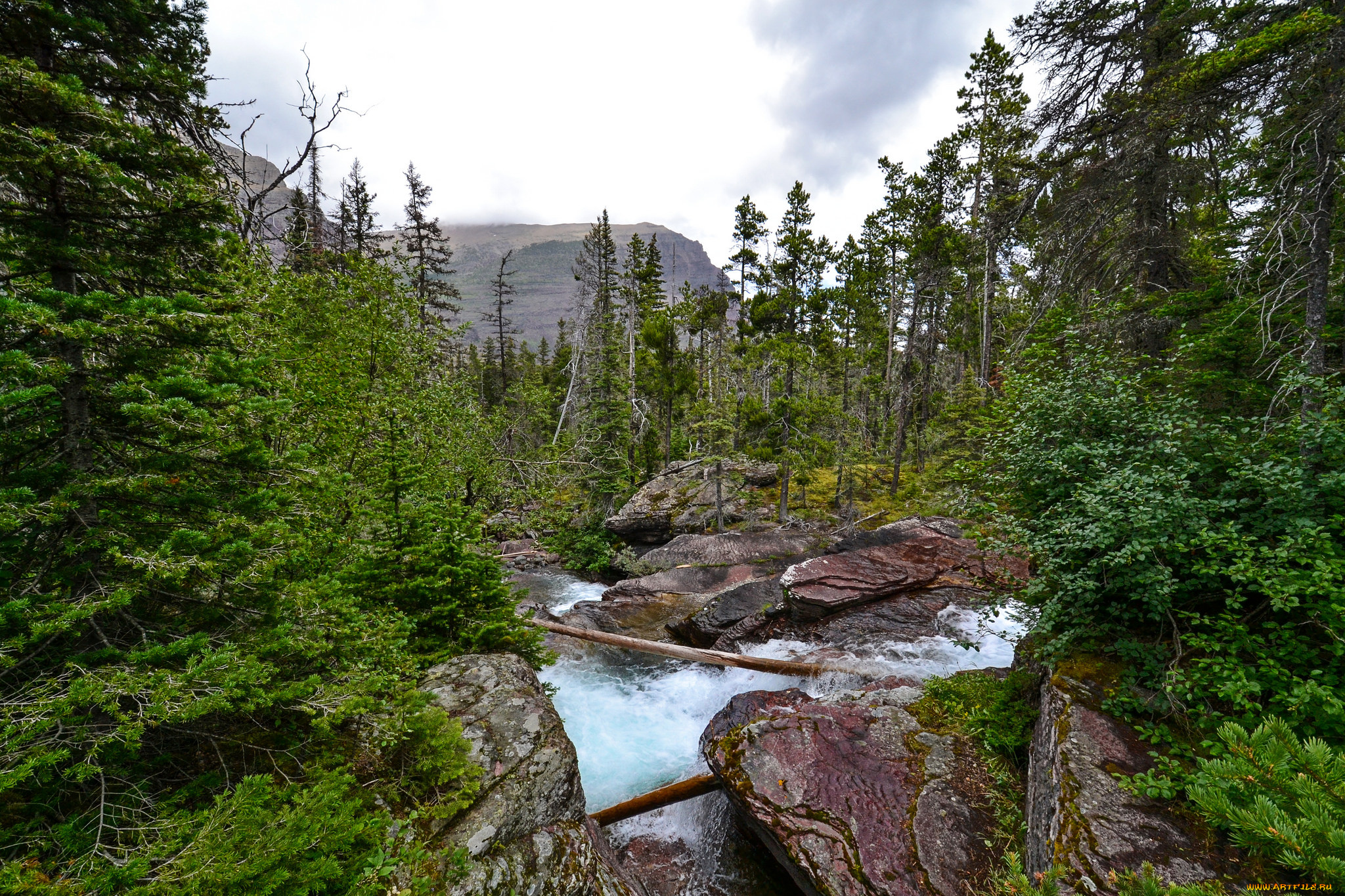 природа, реки, озера, лес, река