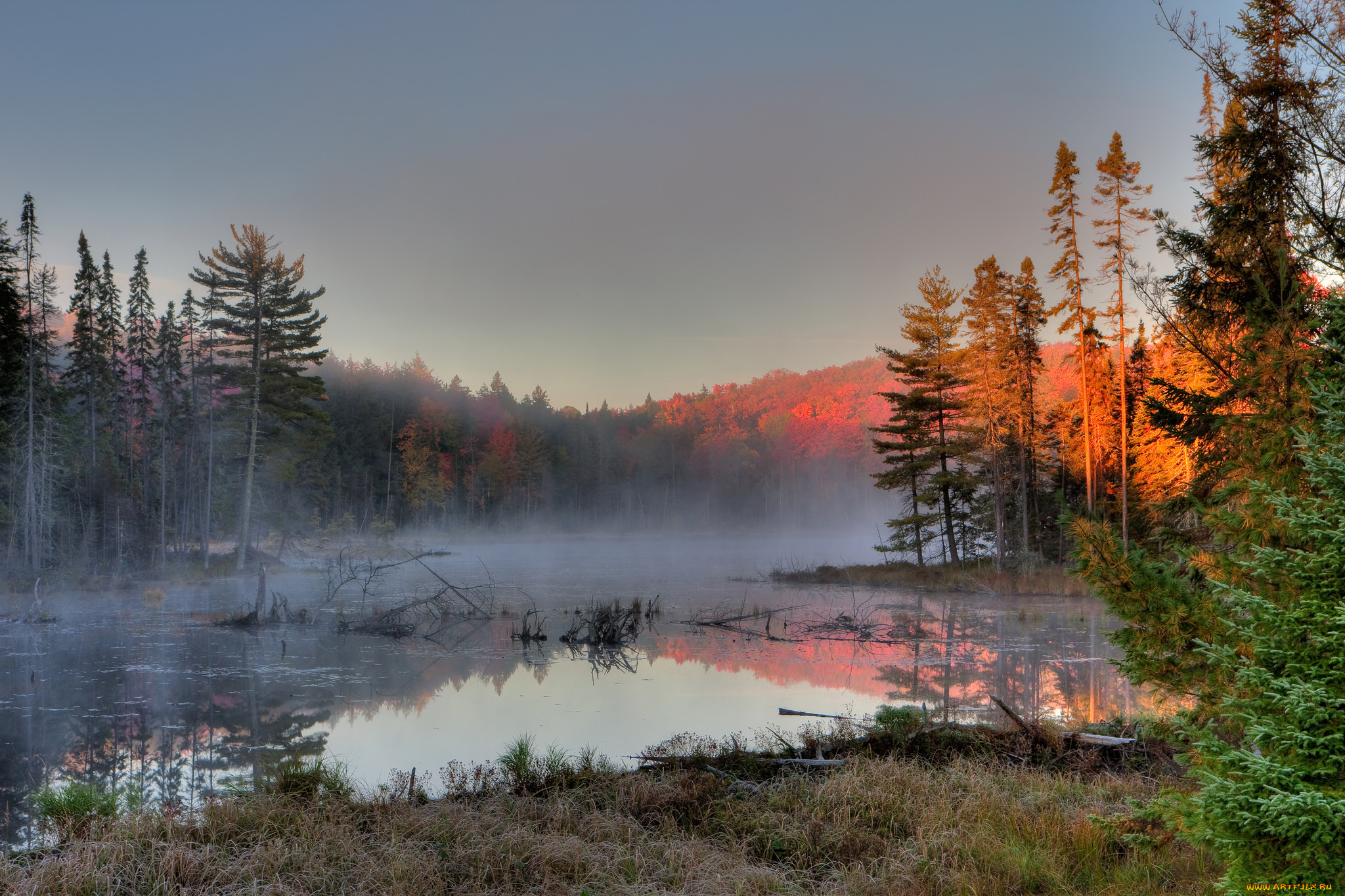 природа, реки, озера, лес, река