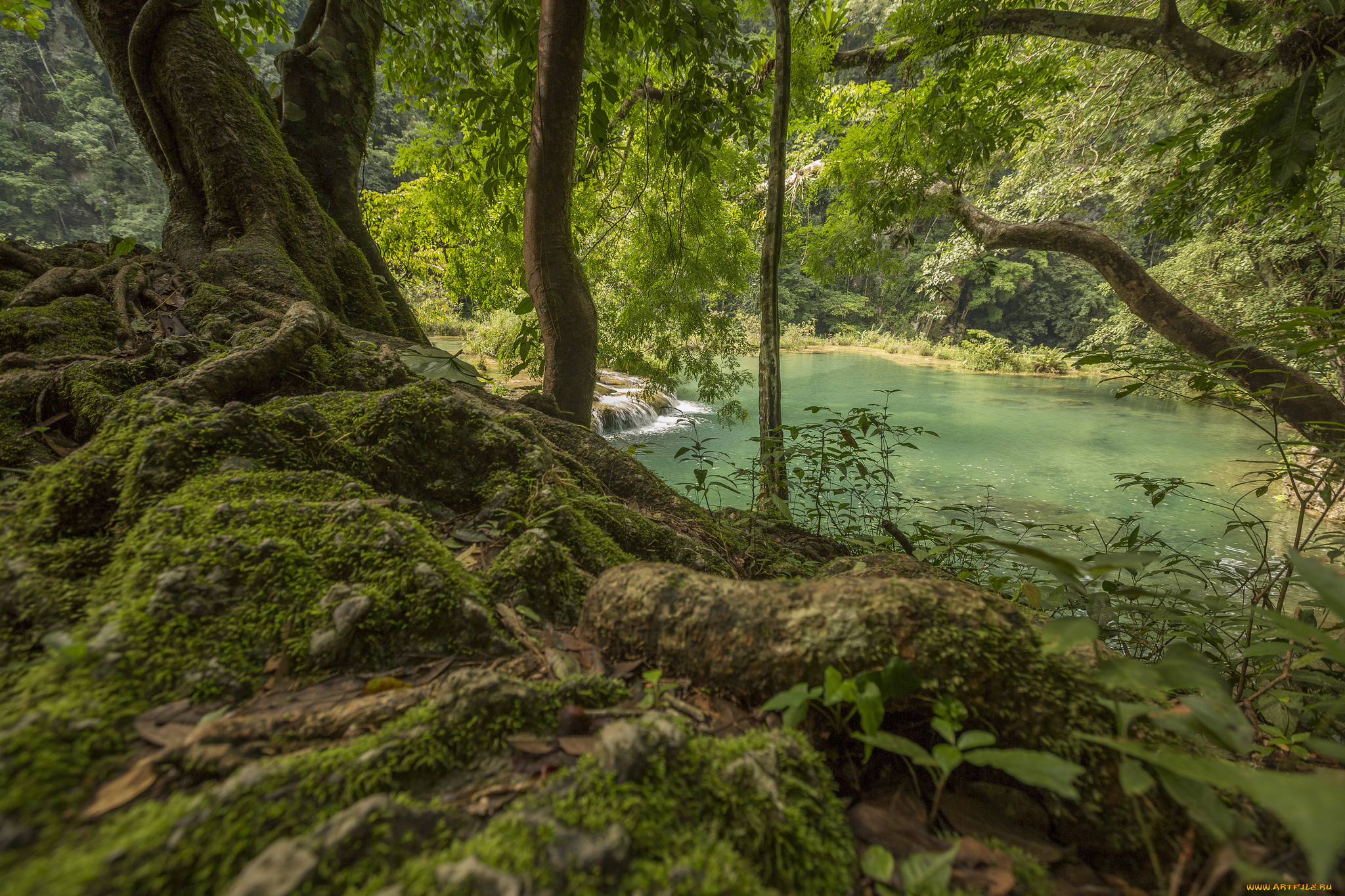 природа, реки, озера, река, лес