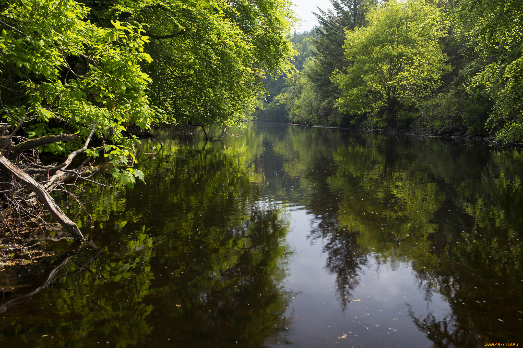природа, реки, озера, река, лес