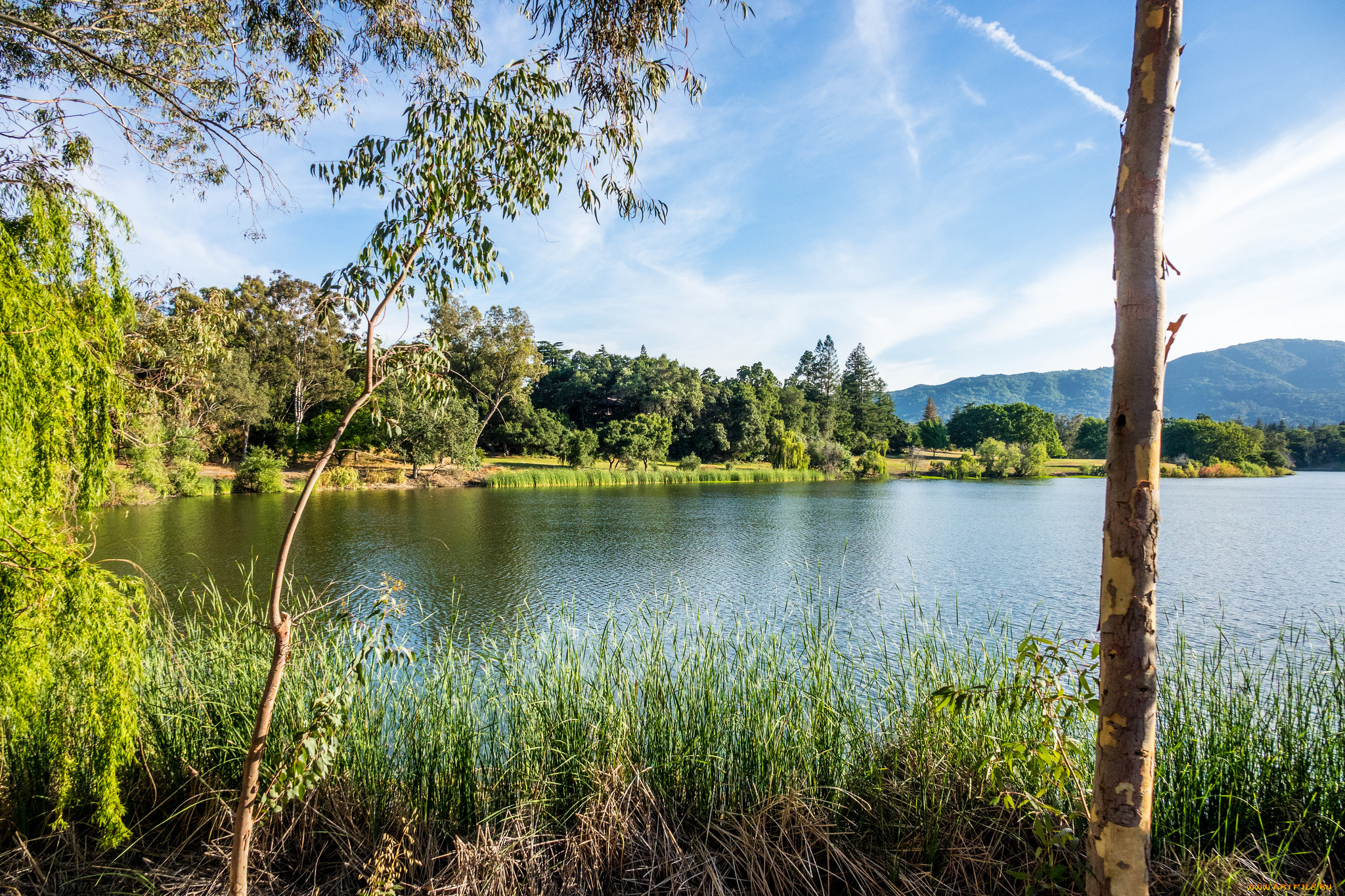 природа, реки, озера, река, лес