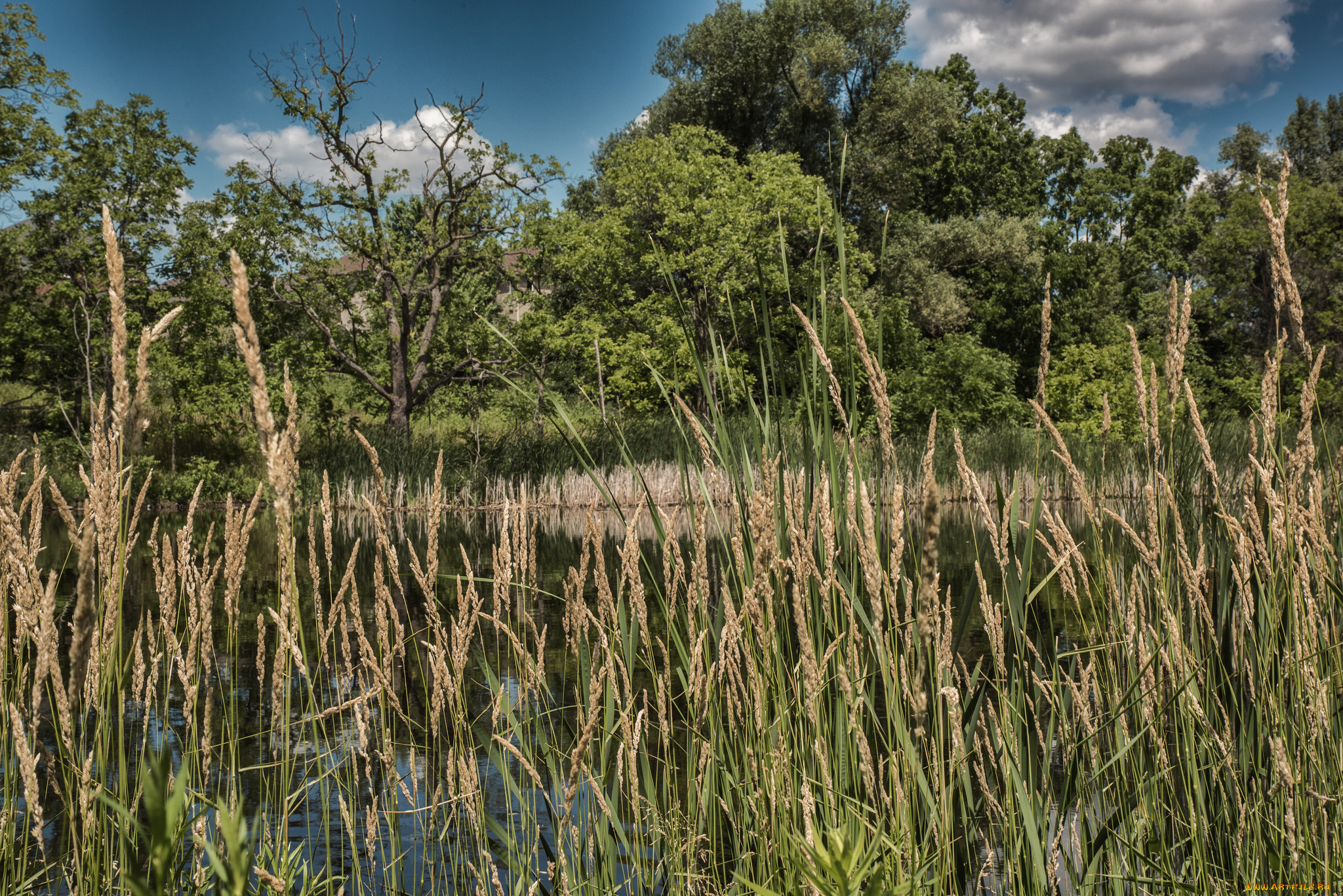 природа, реки, озера, река, лес