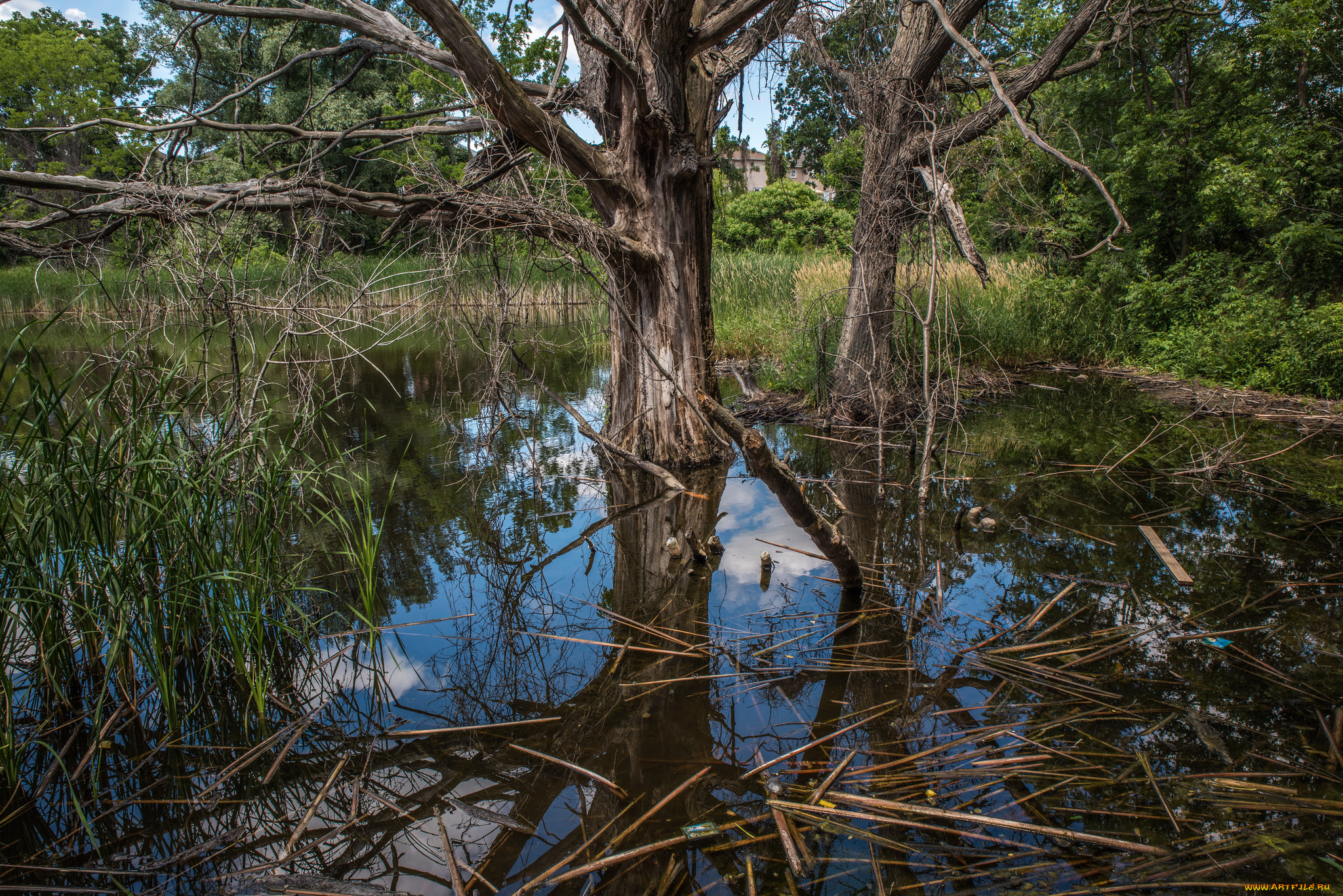 природа, реки, озера, река, лес