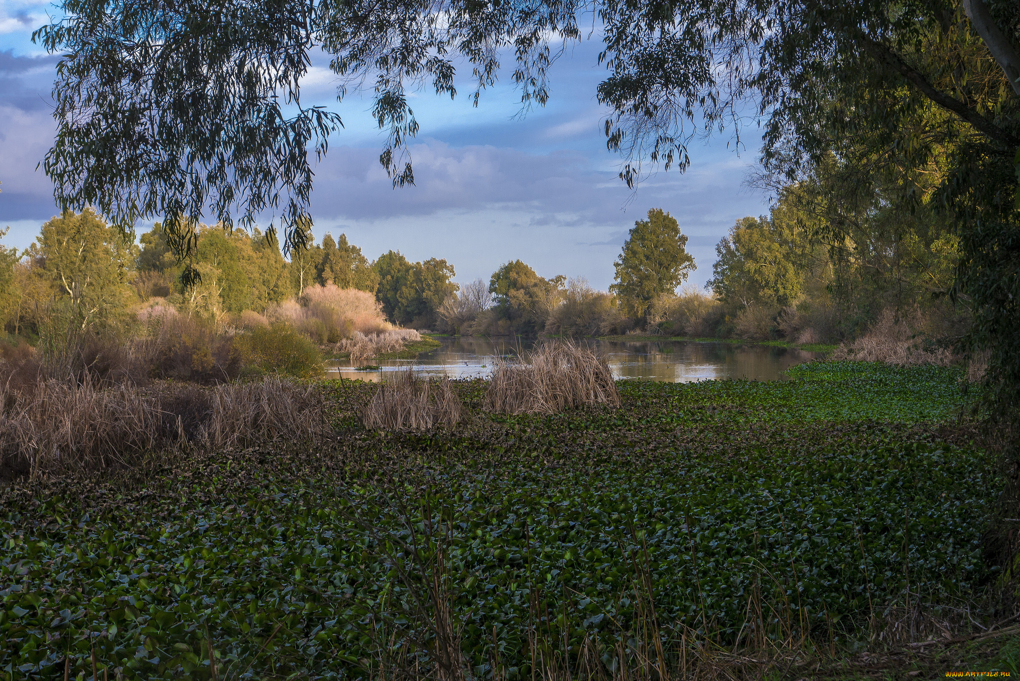природа, реки, озера, река, лес