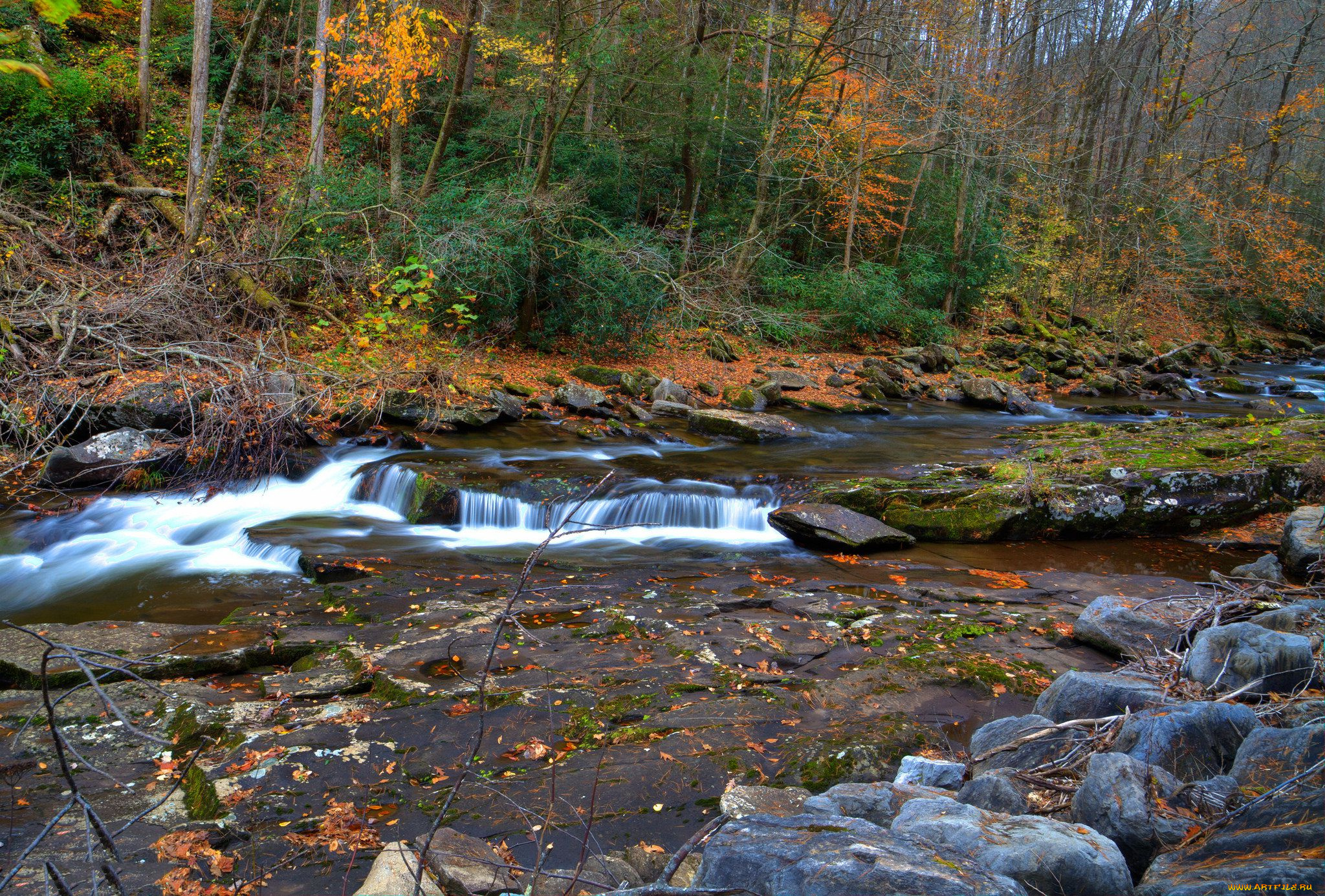 природа, реки, озера, лес, река