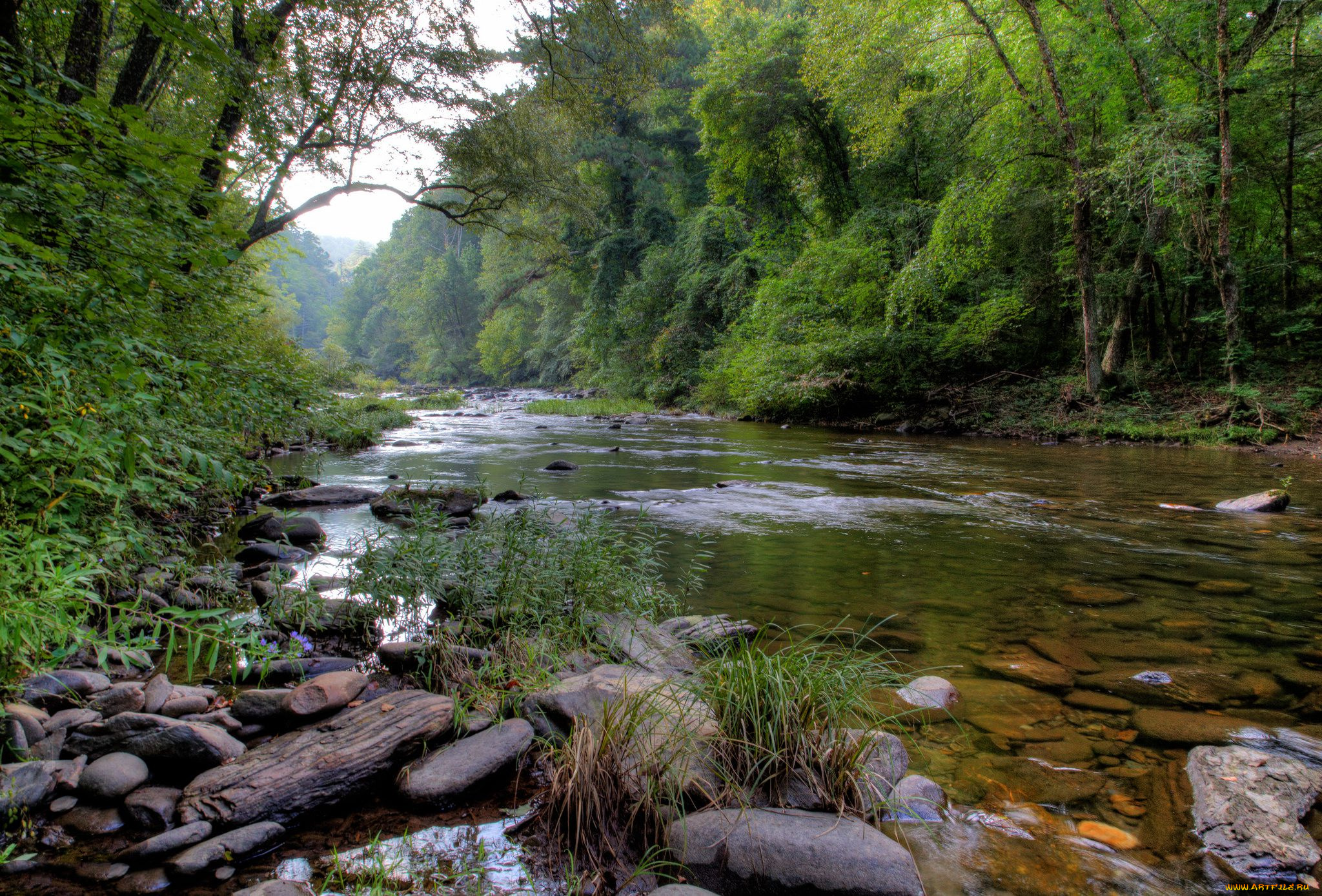 природа, реки, озера, река, лес