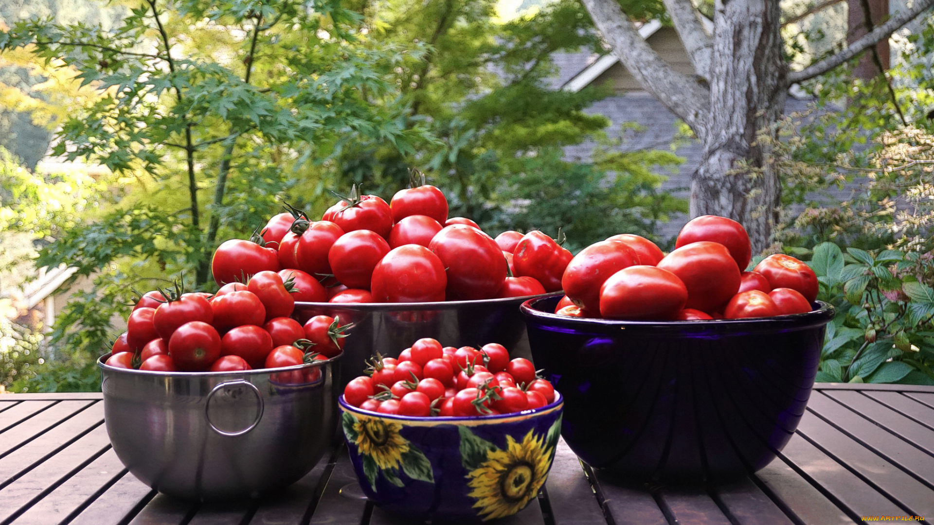 еда, помидоры, урожай, томаты