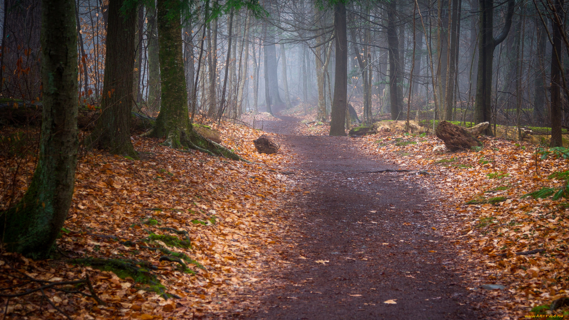 природа, дороги, простор