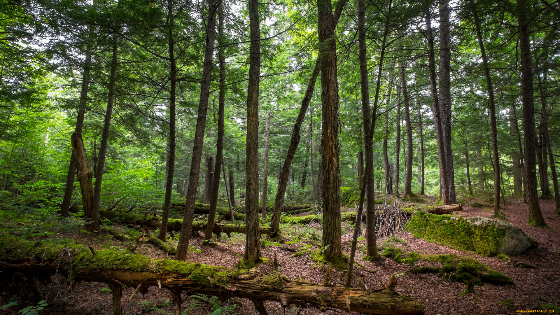 природа, лес, простор