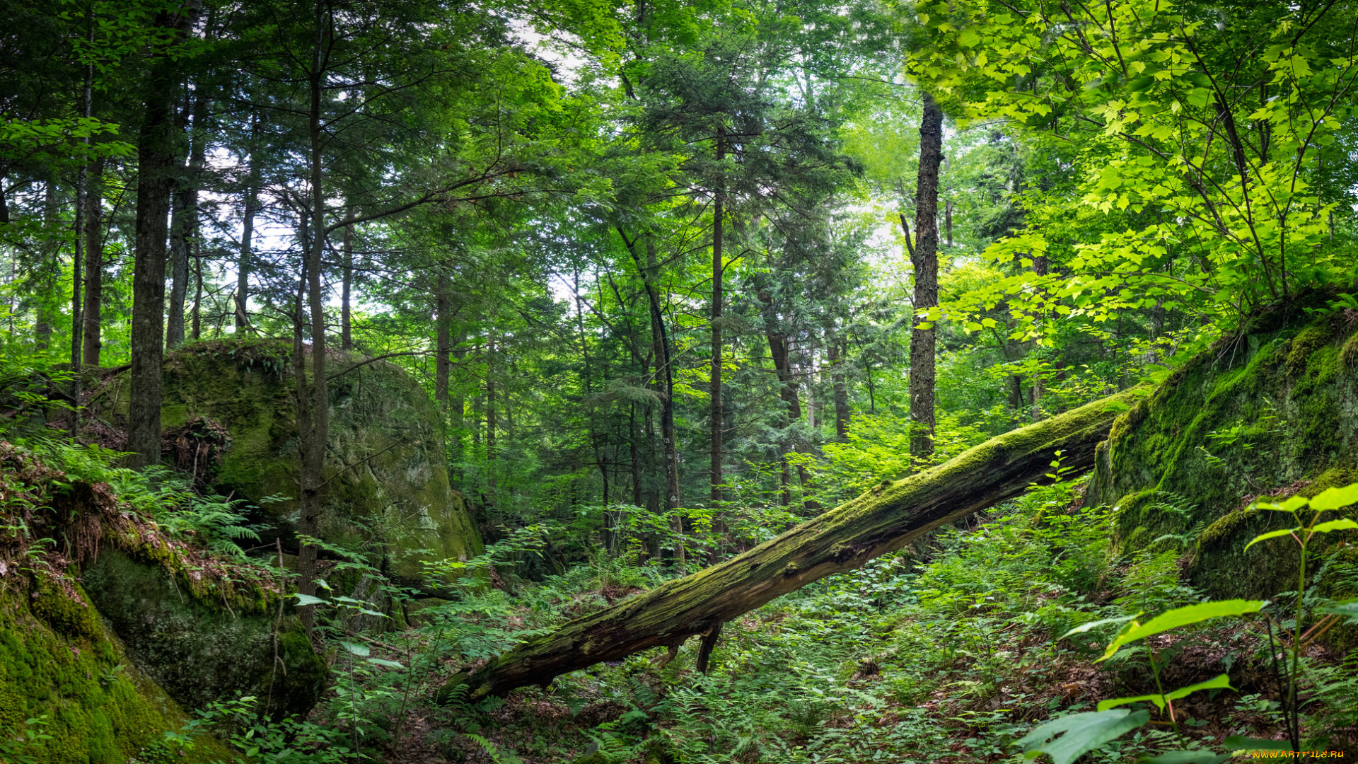 природа, лес, простор