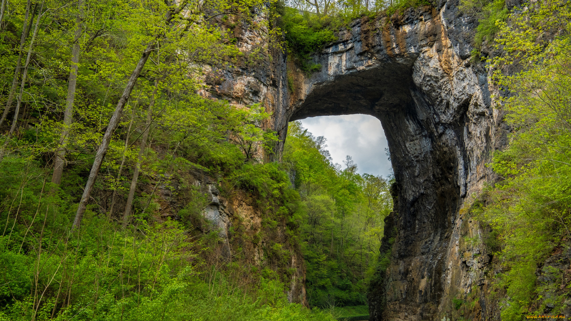 природа, лес, простор