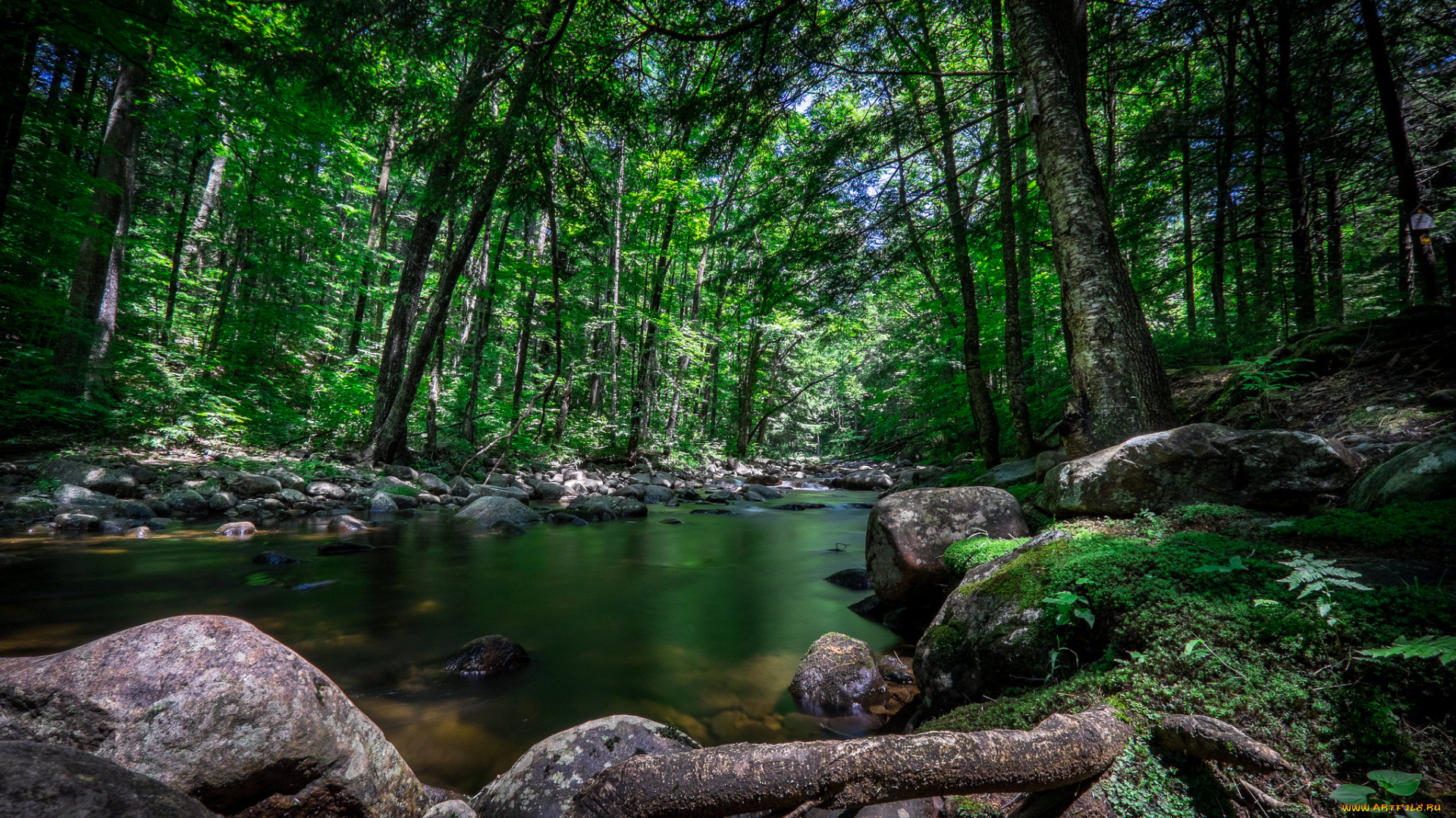 природа, реки, озера, река, лес