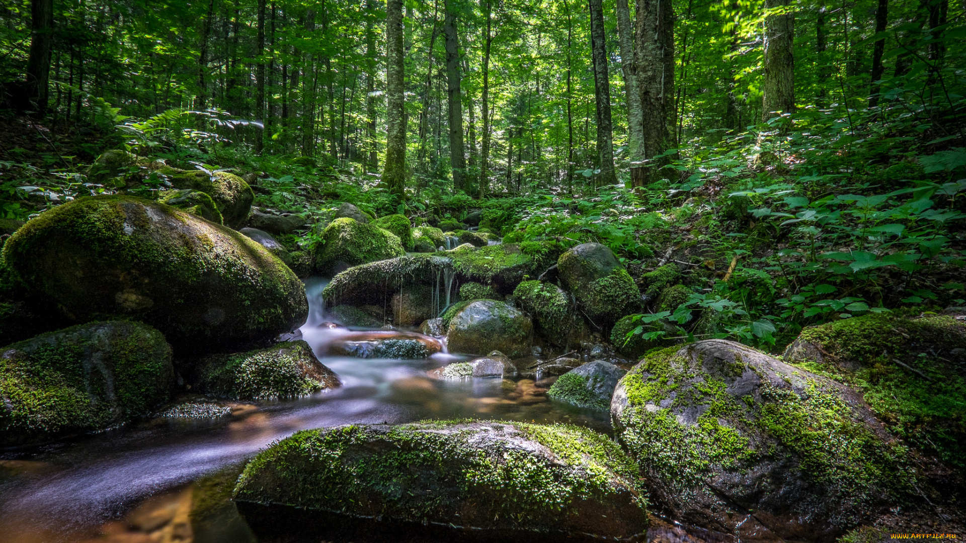 природа, реки, озера, река, лес