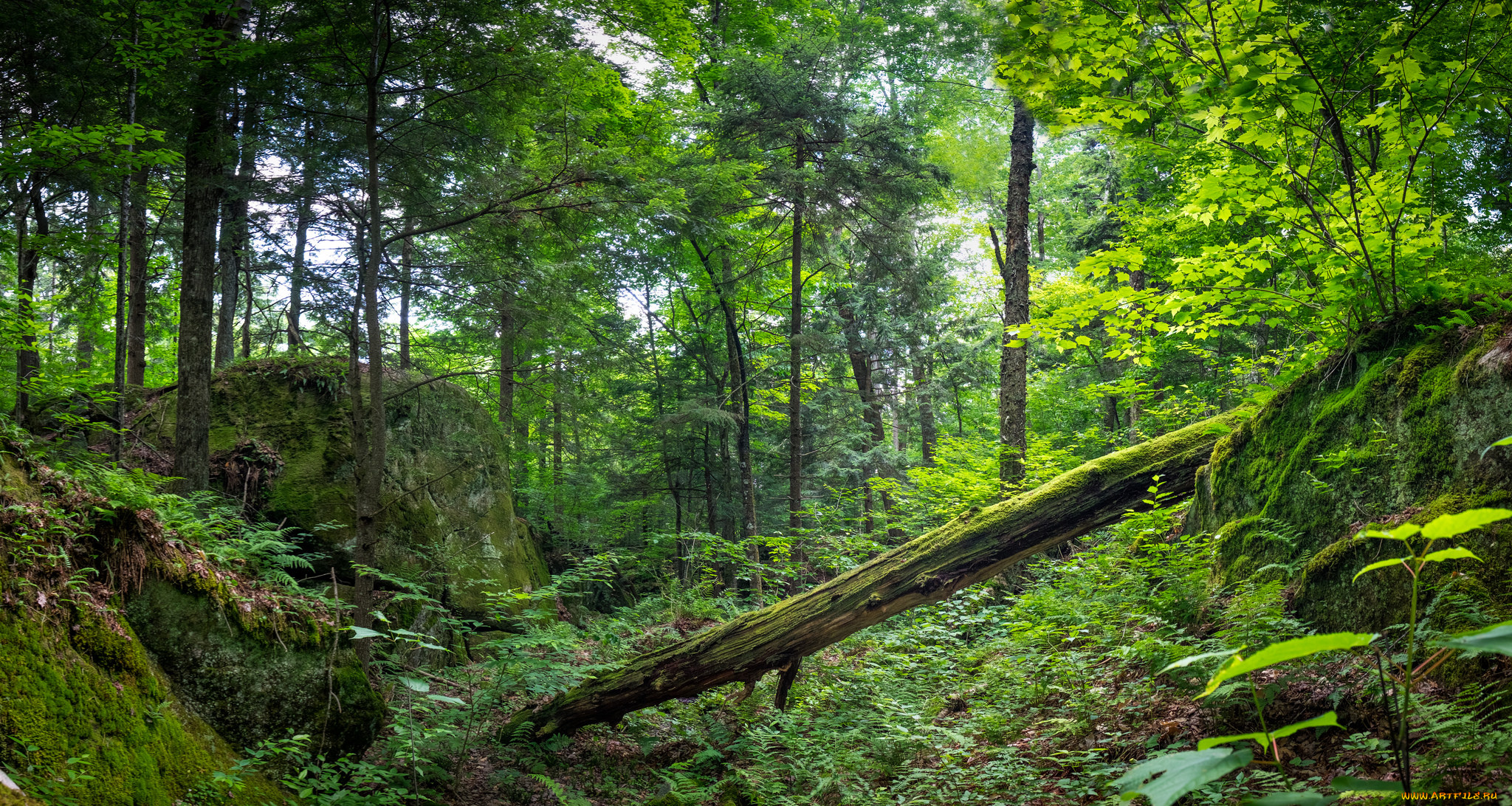 природа, лес, простор